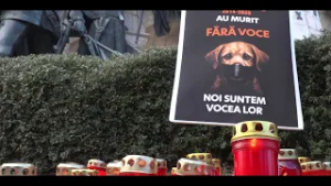 CLUJENII CER DREPTATE PENTRU ANIMALE