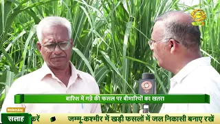 बरसात में गन्ने में बीमारी और इसका निदान