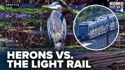 West Seattle light rail design raises scrutiny on impacts to heron colony and greenbelt