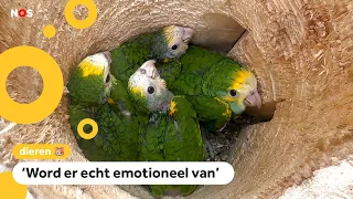 Critically endangered parrots born at Avifauna: 'Truly iconic birds'