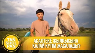 «Алтын жылқы»: Ақалтеке жылқысына қалай күтім жасалады?