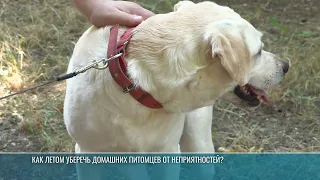 How to Keep Your Pets Safe This Summer?