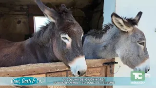 La collina dei ciuchini (Pc): dove gli animali "curano" le persone - 06.07.2026