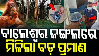 Orangutan In Odisha |ପୋଲିସ ହାତରେ ବଡ଼ ପ୍ରମାଣ |Evidence Found in Balasore Forest On Bana Manisha News