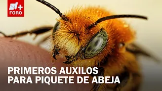 What to Do If You Get Stung by a Bee: Step-by-Step Guide from the Mexican Red Cross