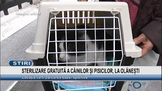 FREE SPAY AND NEUTER FOR DOGS AND CATS IN OLĂNEȘTI
