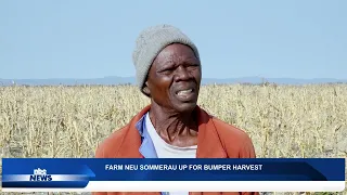 NEU SOMMERAU FARMERS HARVEST 120 TONNES OF MAIZE - nbc