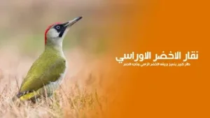 نقار الخشب الأخضر الأوراسي طائر كبير يتميز بريشه الأخضر الزاهي وتاجه الأحمر | كويست عربية