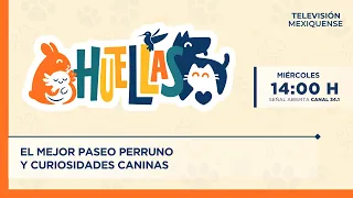 The Best Dog Walk and Canine Trivia | Huellas | 07/01/2026