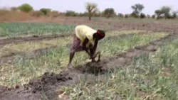CAMEROUN : LES FEMMES RURALES FACE À L’ENCLAVEMENT DES ZONES DE PRODUCTION AGRICOLE