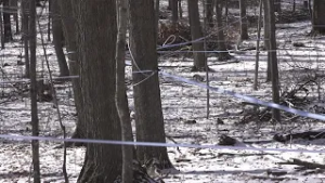 Maple syrup season underway in Wisconsin