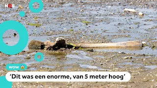 Mammoth bones exposed in river due to drought