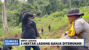 SUMSEL HARI INI - 3 HEKTAR LADANG GANJA  DI TEMUKAN