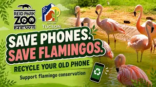 How Your Old Phone Can Help Save Flamingos | Reid Park Zoo News