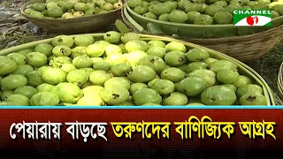 Growing Commercial Interest Among Youth in Guava Farming