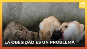 Todo lo que tenés que saber sobre la dieta de tu mascota