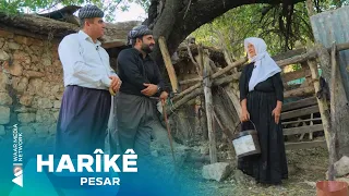Pesar - Harîkê | پەسار-  هاریکێ