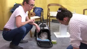 Predstavíme vám zachráneného zajačika Riška