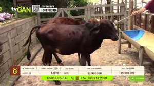 Tu vitrina ganadera - TvAgro por Juan Gonzalo Angel