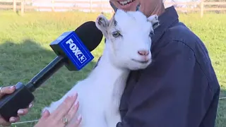 'Field of Love Gala' prepares to kick off to support Lancaster Farm Sanctuary