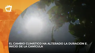 What is the "canícula" and how does it affect crops?