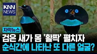 The Stunning Transformation of 'Black Feathers'? "This Isn't CGI?!" Optical Illusion Goes Viral /...