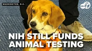 Why is NIH still funding animal testing when it announced last year it was phasing it out