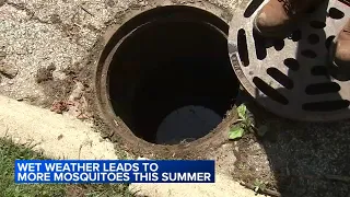 Wet summer, standing water fuel mosquito populations across Chicago area