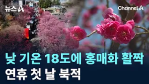 낮 기온 18도에 홍매화 활짝…연휴 첫 날 북적 / 채널A / 뉴스A