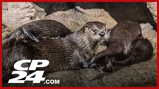 River otter pups names announced at Toronto Zoo