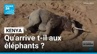 Kenya : un mal mystérieux décime les éléphants • FRANCE 24