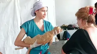 #EnlaceTrece | Animal Protection