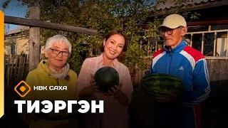 «Тиэргэн»  Арбуз үүннэриитин туһунан кэпсээтилэр (19.08.26)