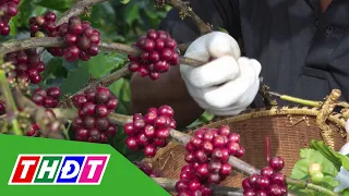 Coffee prices drop below 95,000 VND/kg | THDT