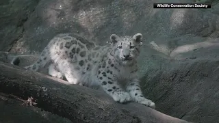 Bronx Zoo welcomes new female snow leopard cub