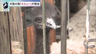 09/23/2026 Emu escapes