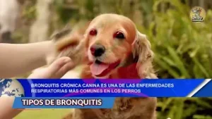 Bronquitis crónica canina es una de las enfermedades respiratorias más comunes en los perros