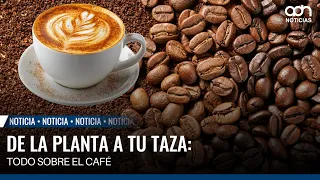 From bean to cup: everything about coffee