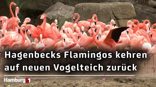 After major renovations: Hagenbeck’s flamingos move back to their pond