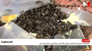 Climate volatility burdens apiaries and slashes honey production