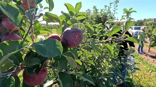 Apple season is here and ready for picking at this family-owned Ellington orchard
