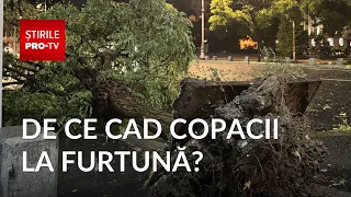 Why so many trees fall in Bucharest during every storm