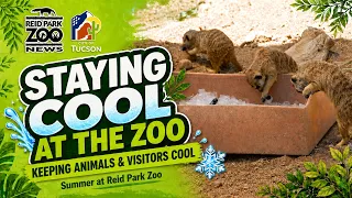 Staying Cool at the Zoo | Reid Park Zoo News