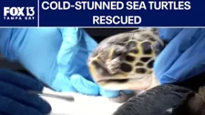 500 sea turtles stunned by Florida’s freeze rescued