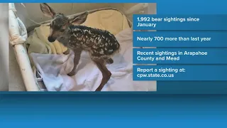Colorado wildlife officials getting reports of fawns being kidnapped