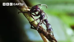 Nature's Tiny Terrors | BBC Earth
