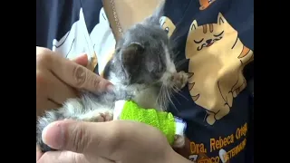 Michitos Veterinary Clinic to Host Deworming Campaign for Dogs and Cats