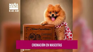 Did you know this? This is how the first pet crematorium in Nicaragua works
