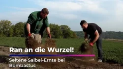 Salbei geht’s an die Wurzel 🌿