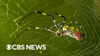 Invasive Joro spiders "may be hanging on a web near you": Here's what to know